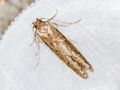 Blastobasis vittata